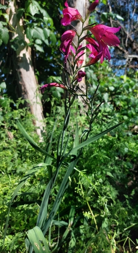 Gladiolus communis ssp. byzantinus (Eastern Gladiolus) (alternate view 4)