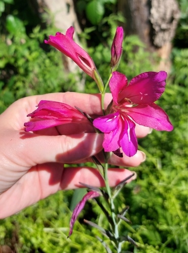 Gladiolus communis ssp. byzantinus (Eastern Gladiolus) (alternate view 5)