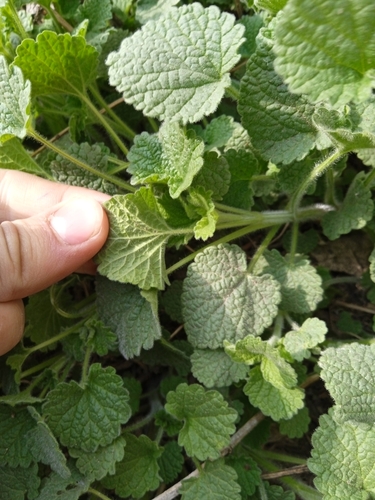 Ballota nigra (Black Horehound)