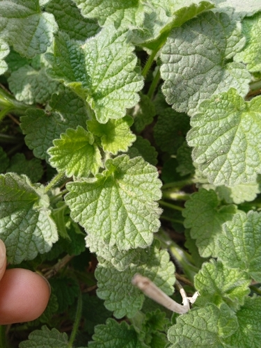 Ballota nigra (Black Horehound)