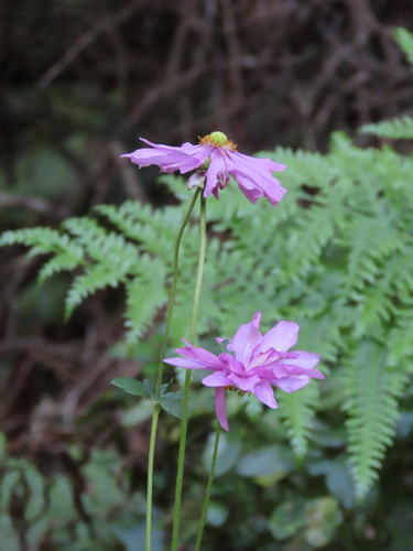 Eriocapitella × hybrida (Japanese Anemone) (alternate view 3)