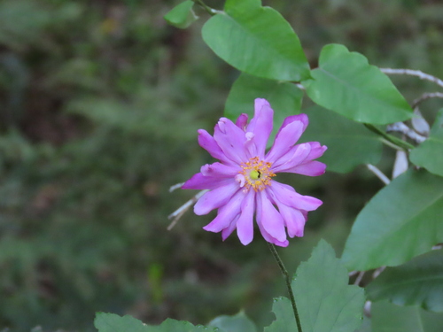 Eriocapitella × hybrida (Japanese Anemone) (alternate view 2)