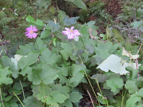 Eriocapitella × hybrida (Japanese Anemone) (alternate view 4)