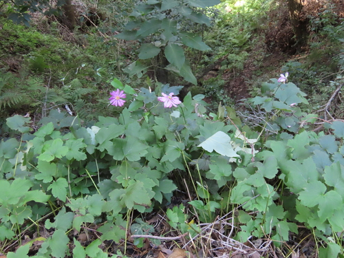 Eriocapitella × hybrida (Japanese Anemone) (alternate view 5)