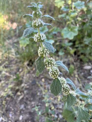 Marrubium vulgare (White Horehound)