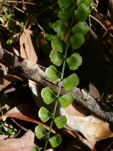 Asplenium flabellifolium (Necklace Fern)