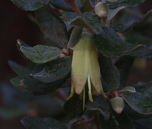Correa glabra (rock correa) (alternate view 5)