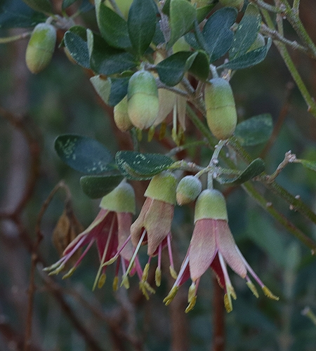 Correa glabra (rock correa) (alternate view 4)