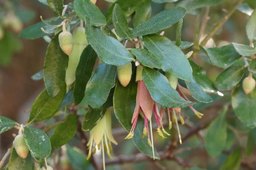 Correa glabra (rock correa) (alternate view 6)