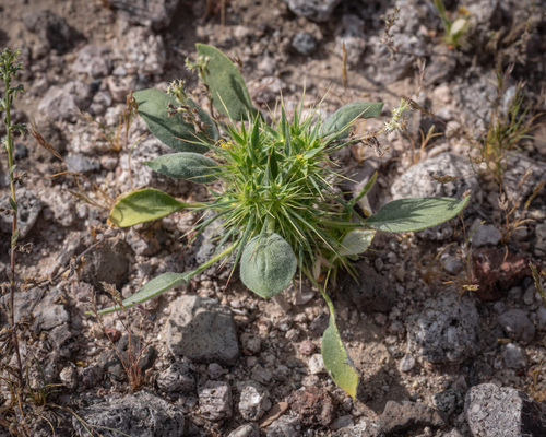 Chorizanthe rigida (Devil's Spineflower) (alternate view 5)