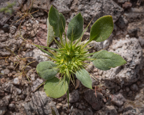 Chorizanthe rigida (Devil's Spineflower) (alternate view 4)