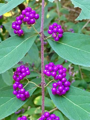 Callicarpa dichotoma (Purple Beautyberry) (alternate view 2)