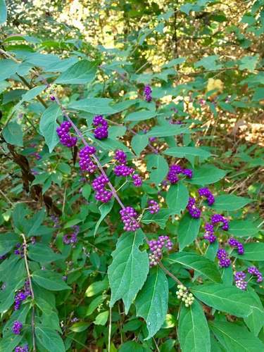 Callicarpa dichotoma (Purple Beautyberry) (alternate view 3)