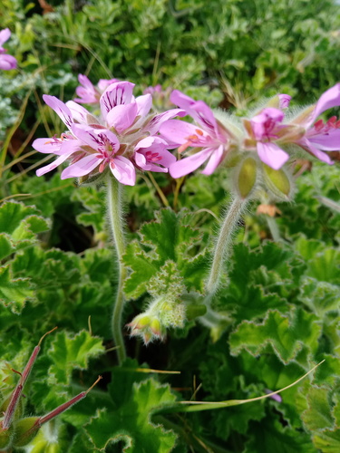 Pelargonium capitatum (rose-scented geranium) (alternate view 2)