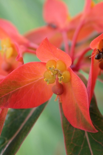 Euphorbia griffithii (orange spurge) (alternate view 3)