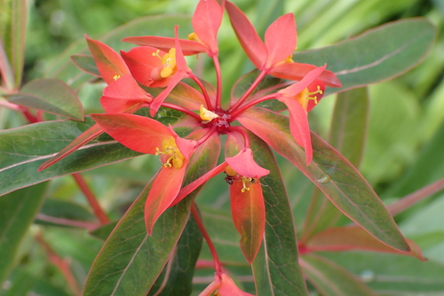 Euphorbia griffithii (orange spurge) (alternate view 4)