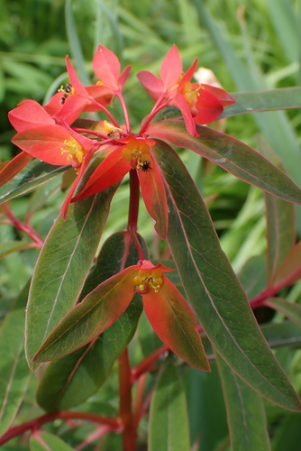 Euphorbia griffithii (orange spurge) (alternate view 5)