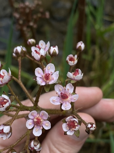 Darmera peltata (umbrella plant)