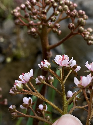 Darmera peltata (umbrella plant) (alternate view 2)