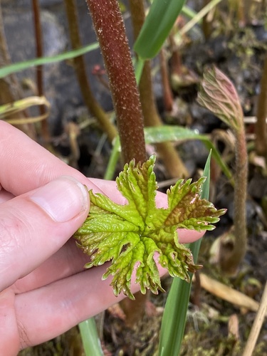 Darmera peltata (umbrella plant) (alternate view 3)