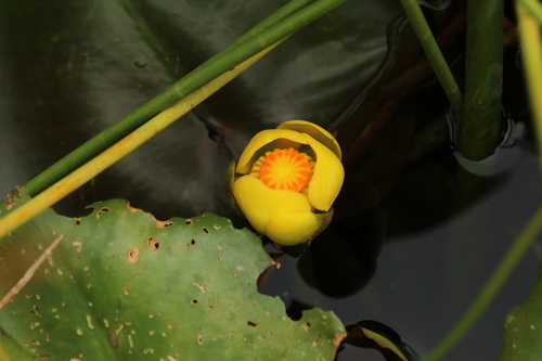 Nuphar advena (spatterdock) (alternate view 7)