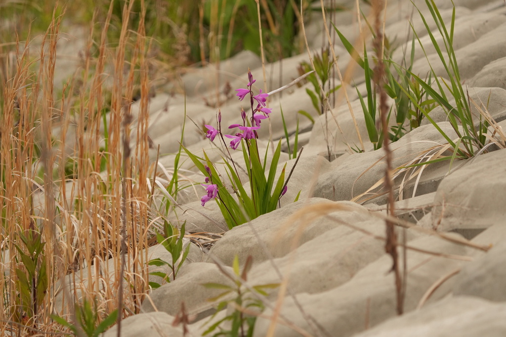Bletilla striata, Chinese ground orchid — clumping deciduous (Orchidaceae) (image 2 of 9)