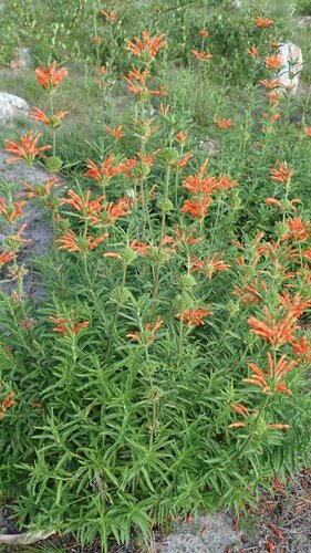 Leonotis leonurus (lion's tail) (alternate view 3)
