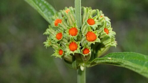 Leonotis leonurus (lion's tail)
