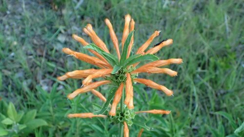 Leonotis leonurus (lion's tail) (alternate view 2)