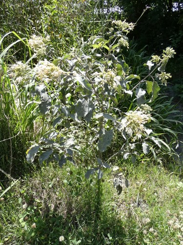 Clerodendrum tomentosum (Downy Chance) (alternate view 7)