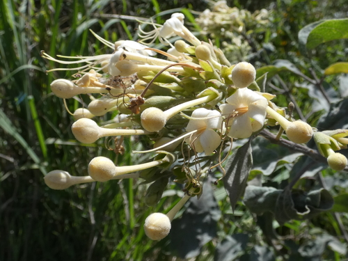 Clerodendrum tomentosum (Downy Chance) (alternate view 6)