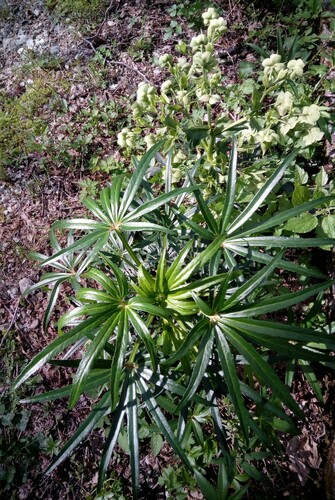 Helleborus foetidus (Stinking hellebore) (alternate view 3)