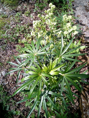 Helleborus foetidus (Stinking hellebore) (alternate view 4)