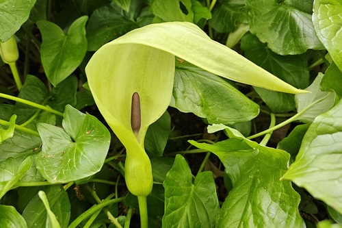 Arum maculatum (Cuckoo-pint)