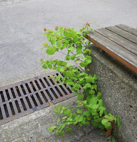 Cercidiphyllum japonicum (katsura) (alternate view 9)