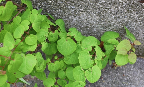 Cercidiphyllum japonicum (katsura) (alternate view 10)