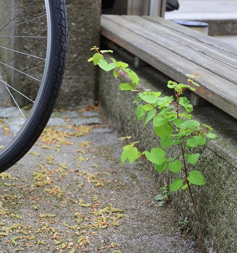 Cercidiphyllum japonicum (katsura) (alternate view 11)