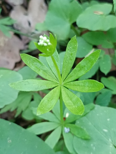 Galium odoratum (sweet woodruff)