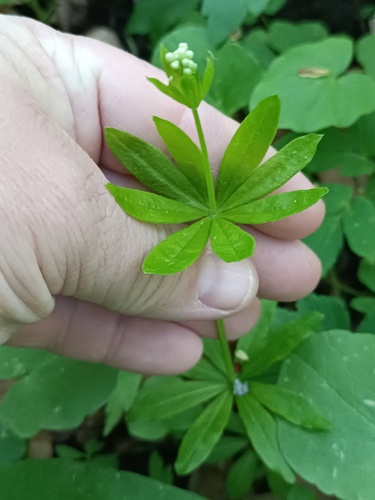 Galium odoratum (sweet woodruff) (alternate view 2)