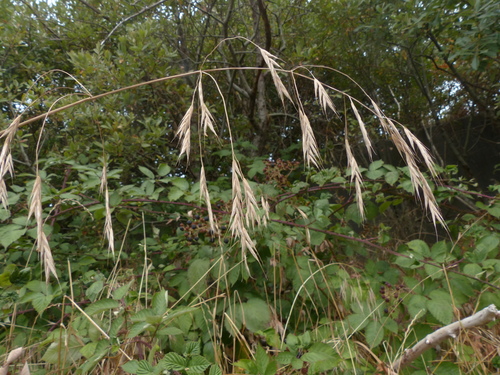 Bromus sitchensis (Alaska brome)