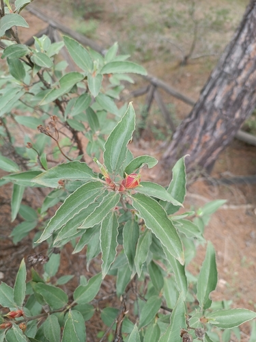 Cistus laurifolius (laurel-leaved cistus)
