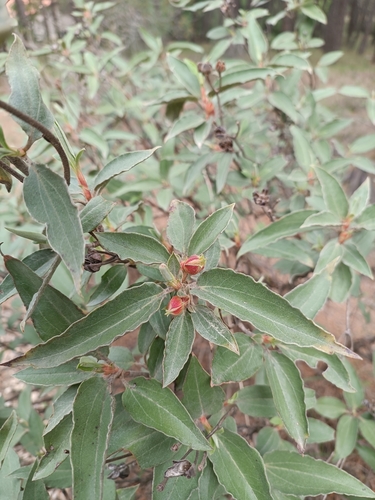 Cistus laurifolius (laurel-leaved cistus) (alternate view 2)