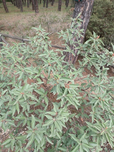 Cistus laurifolius (laurel-leaved cistus) (alternate view 3)
