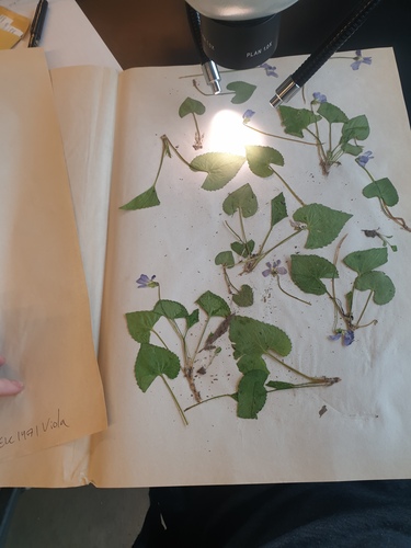 Viola communis (dooryard violet) (alternate view 4)