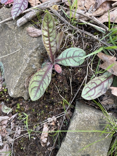 Hieracium venosum (rattlesnakeweed) (alternate view 2)