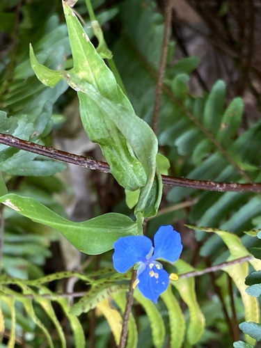 Commelina cyanea (scurvy weed) (alternate view 10)