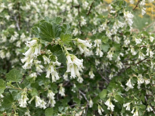 Ribes cereum (wax currant) (alternate view 8)