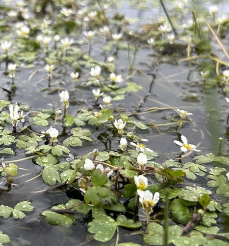 Ranunculus aquatilis (common water-crowfoot)