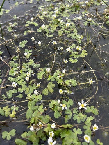 Ranunculus aquatilis (common water-crowfoot)
