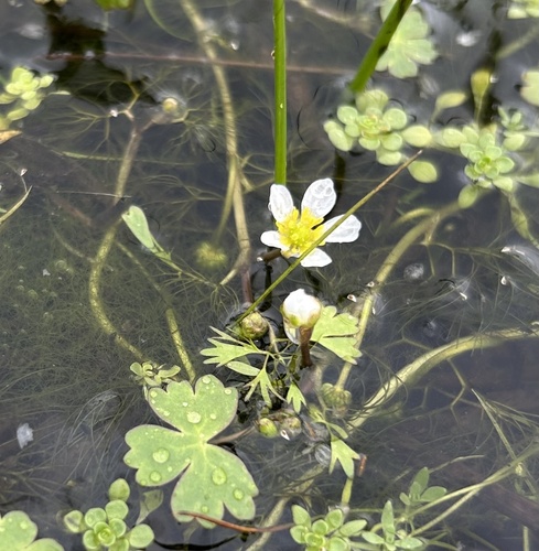 Ranunculus aquatilis (common water-crowfoot)